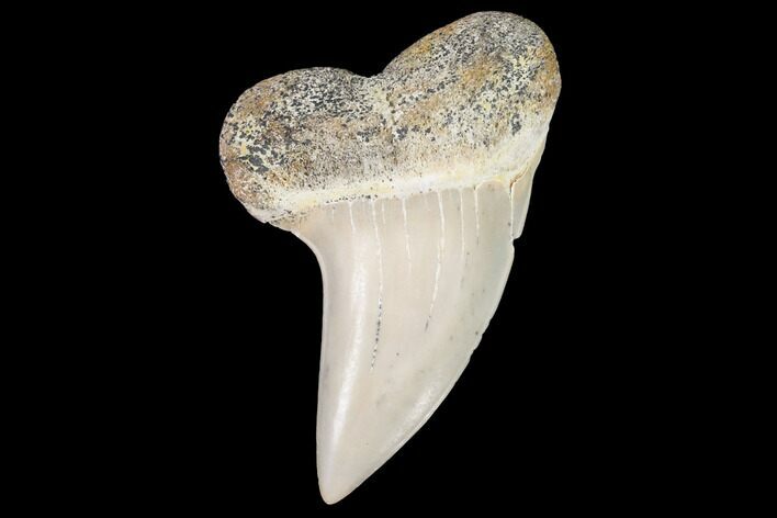 Fossil Shark (Carcharodon planus) Tooth - Sharktooth Hill, CA #94658